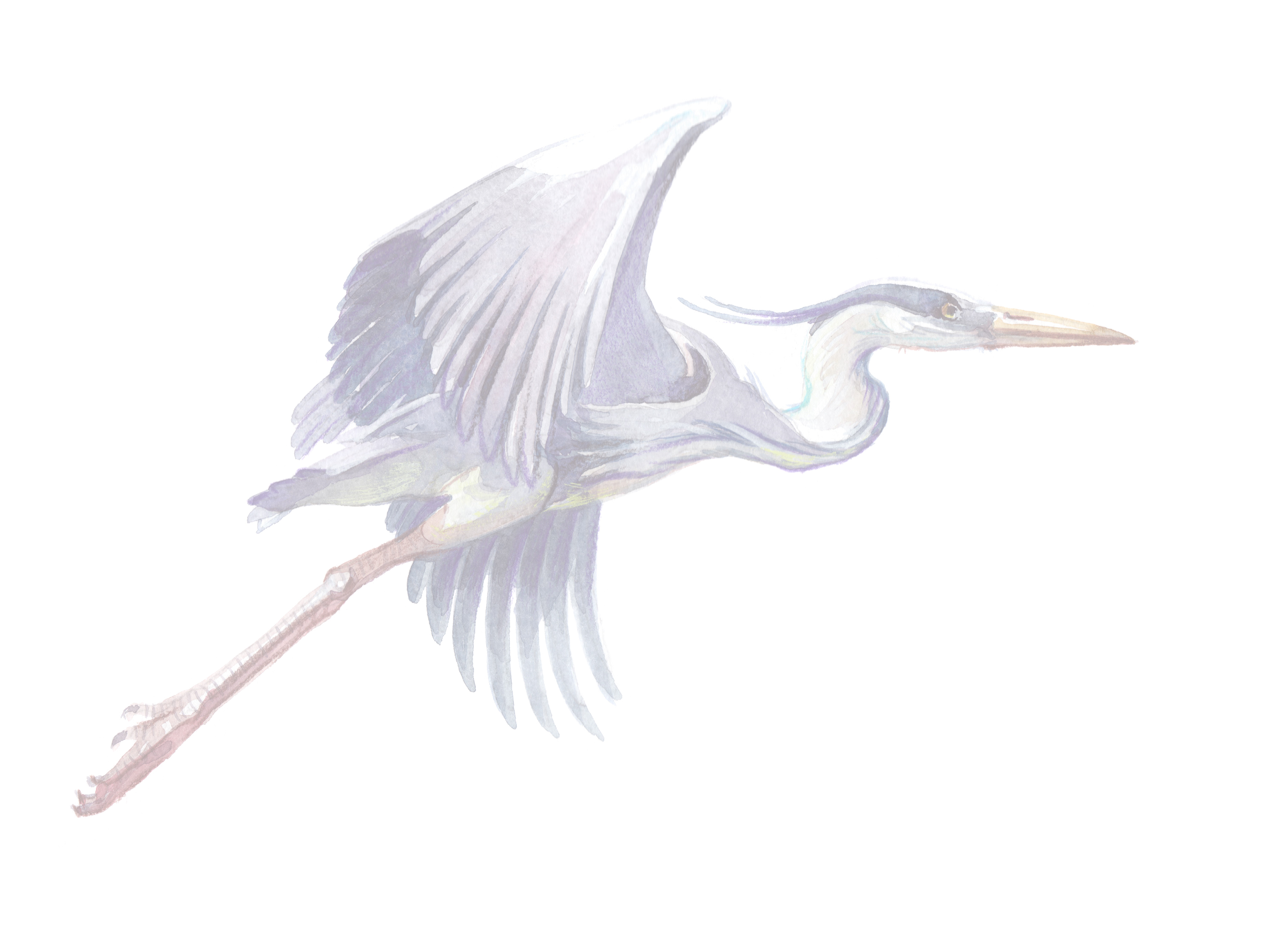 Watercolor single heron animal isolated on a white background il